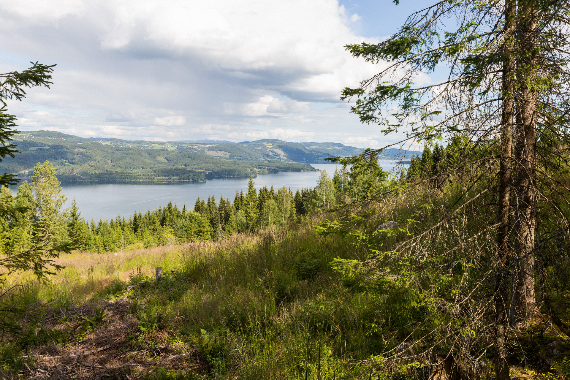 Paesaggio con bosco in primo piano e un lago sullo sfondo