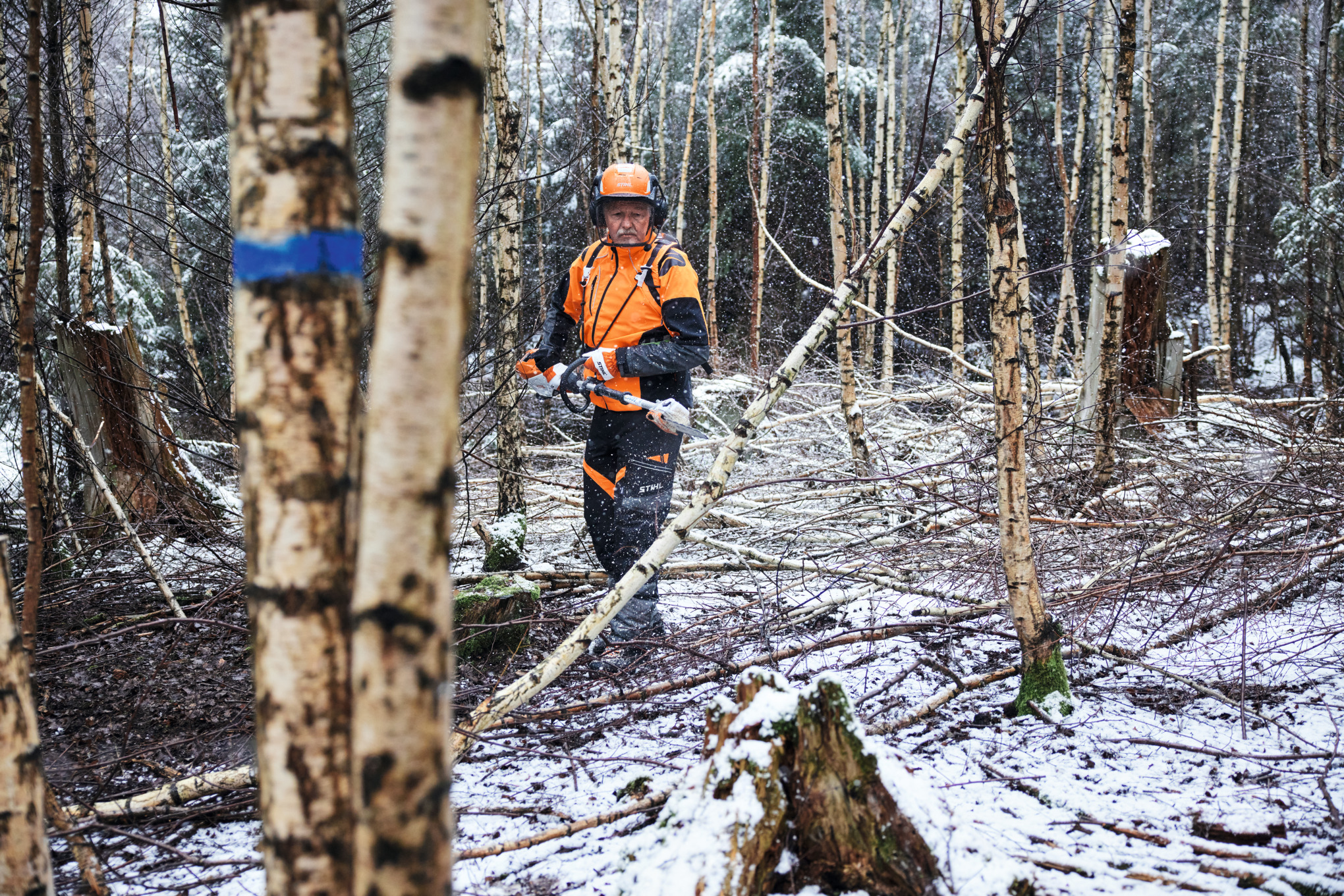 Un uomo con dispositivi di protezione taglia una betulla con uno sramatore a batteria STIHL HTA 150