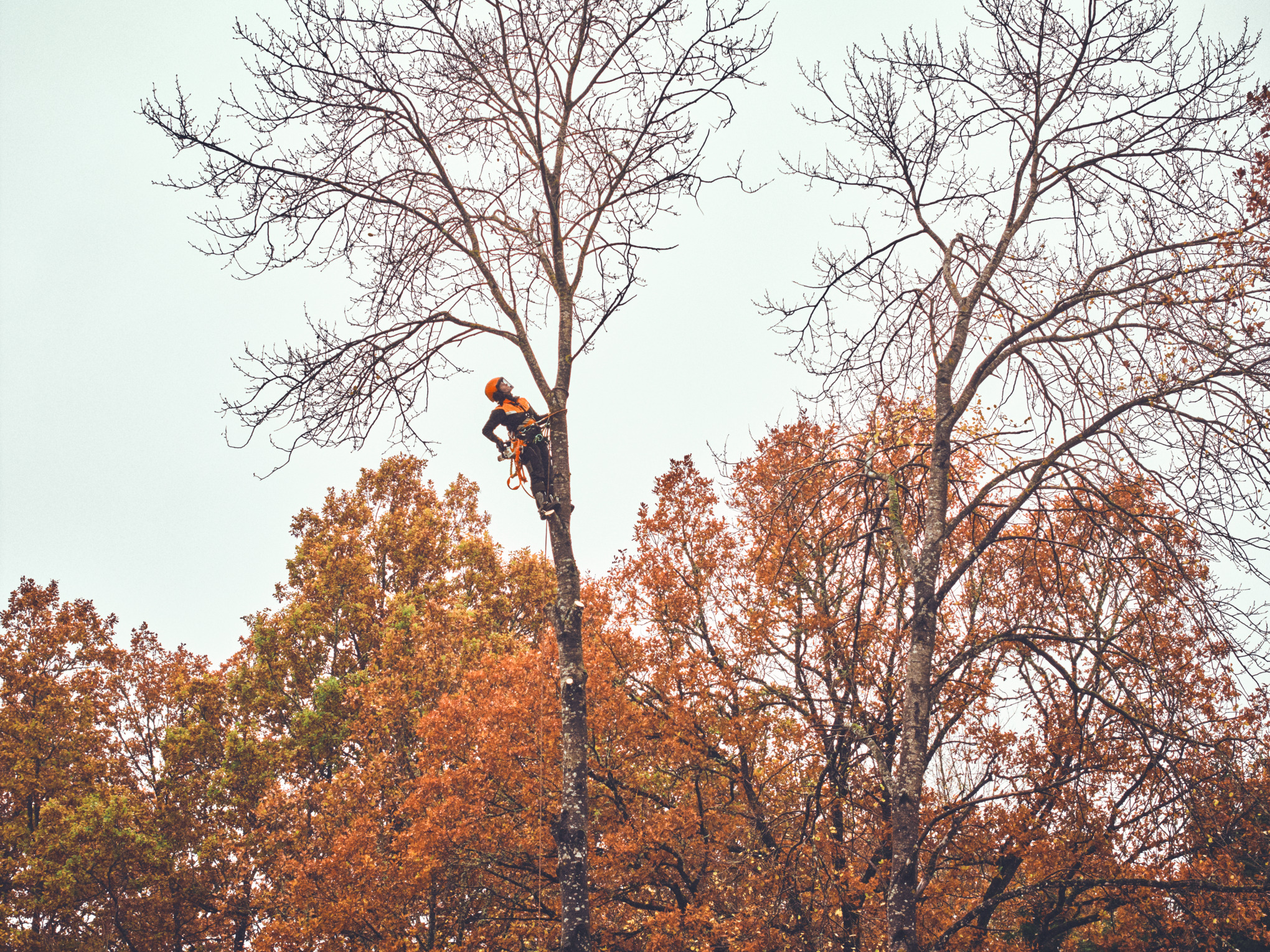 L'arborista Viktoria Carstens impegnata in un lavoro in alto sull'albero