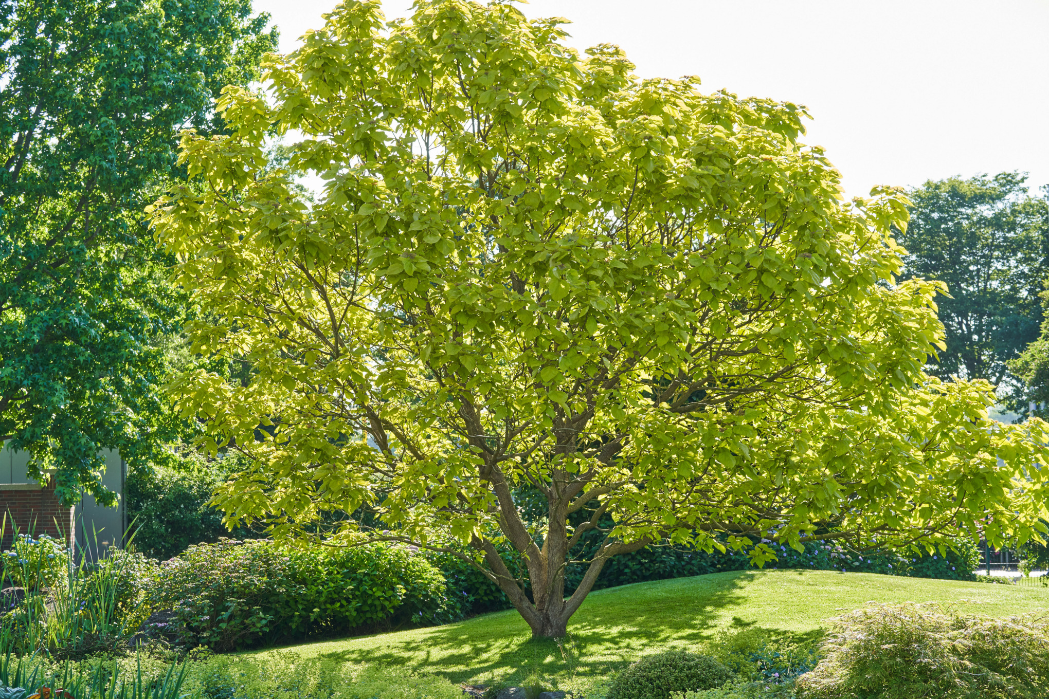 Albero verde in giardino