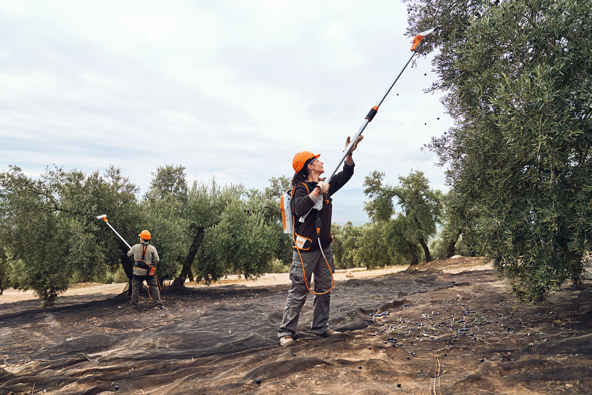 Donna con abbacchiatore che scuote le olive da un albero di ulivo