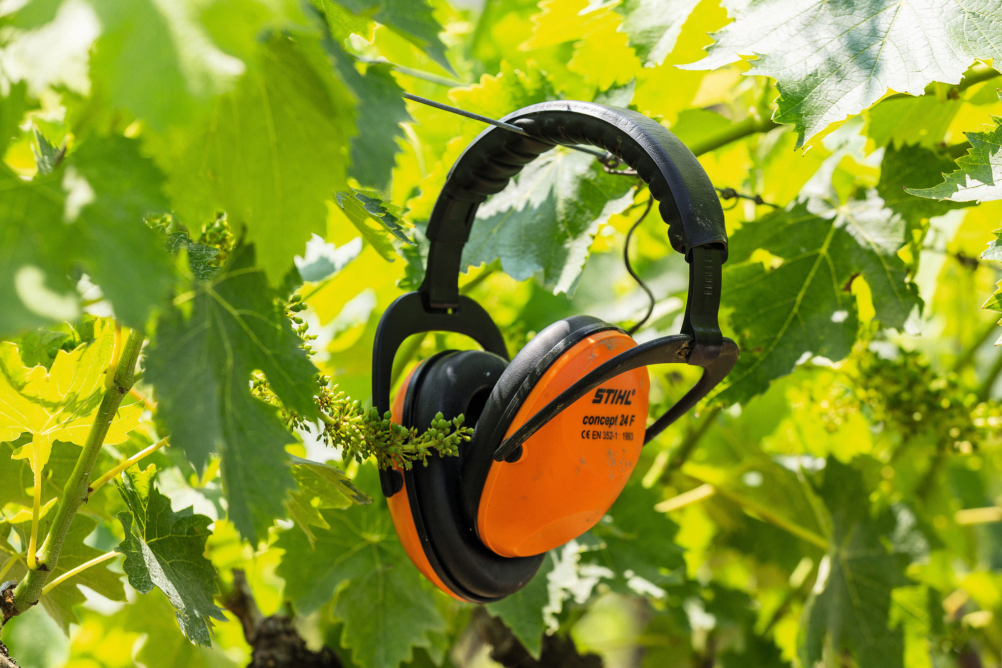 Cuffia auricolare CONCEPT 24 F