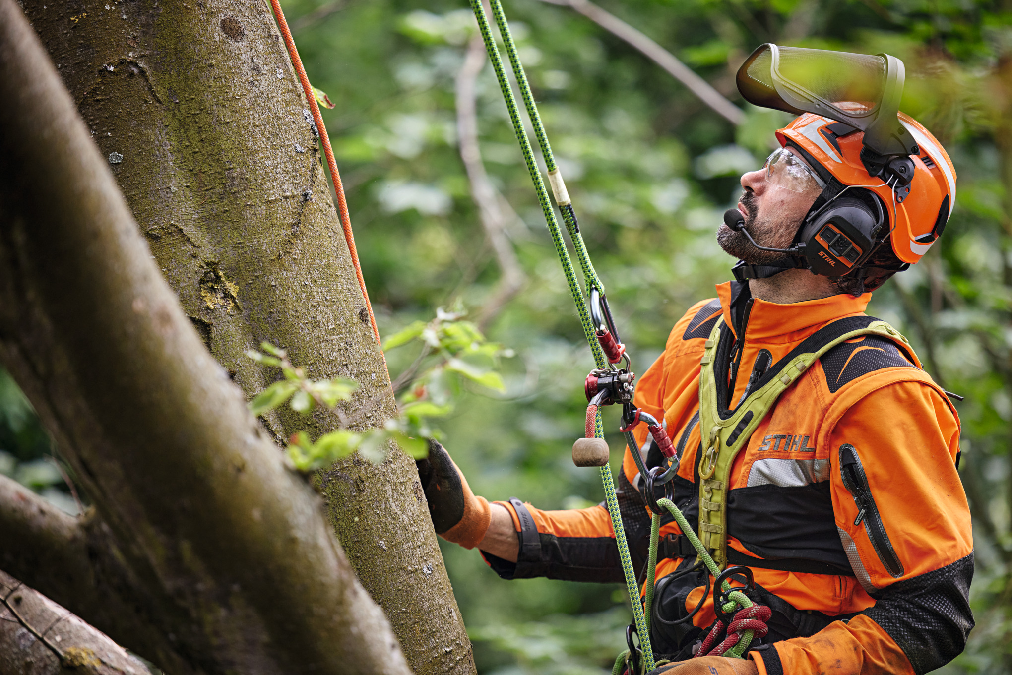 Un professionista dell'albero si appende in cordata con un'imbracatura in un albero a foglia caduca