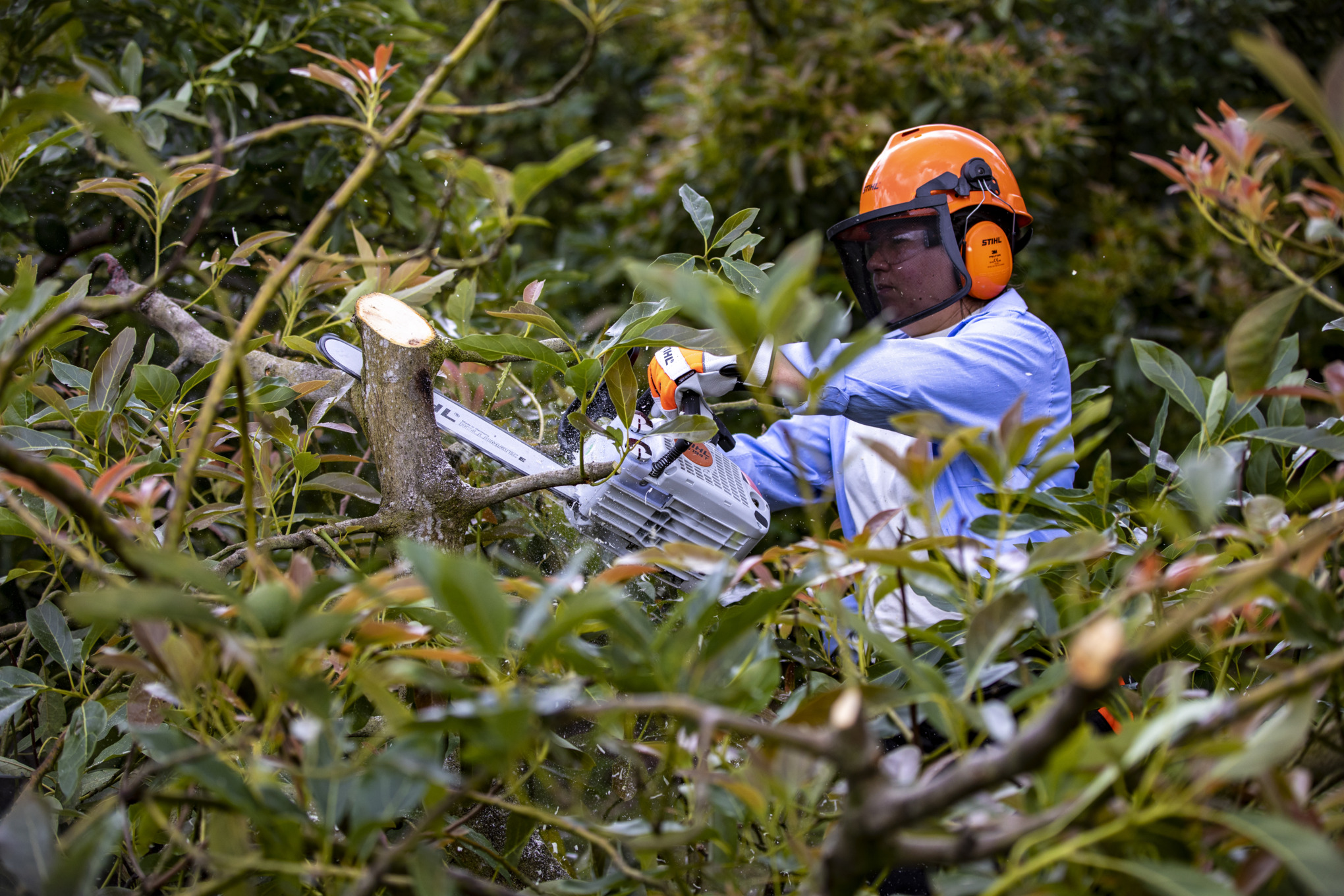 Donna che pota un avocado con una MS 194 T