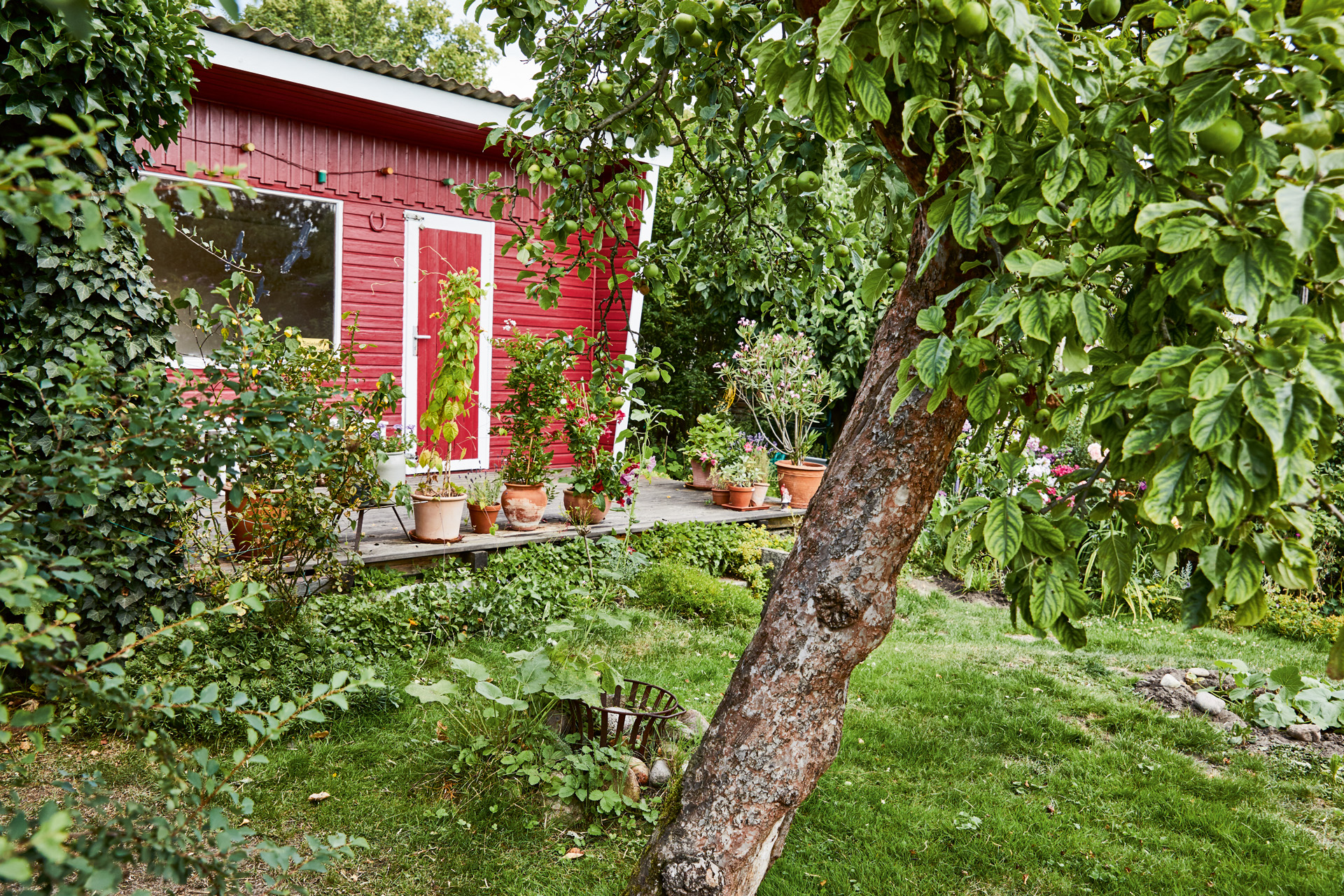 Albero da frutto in un giardino davanti a una seconda casa rossa