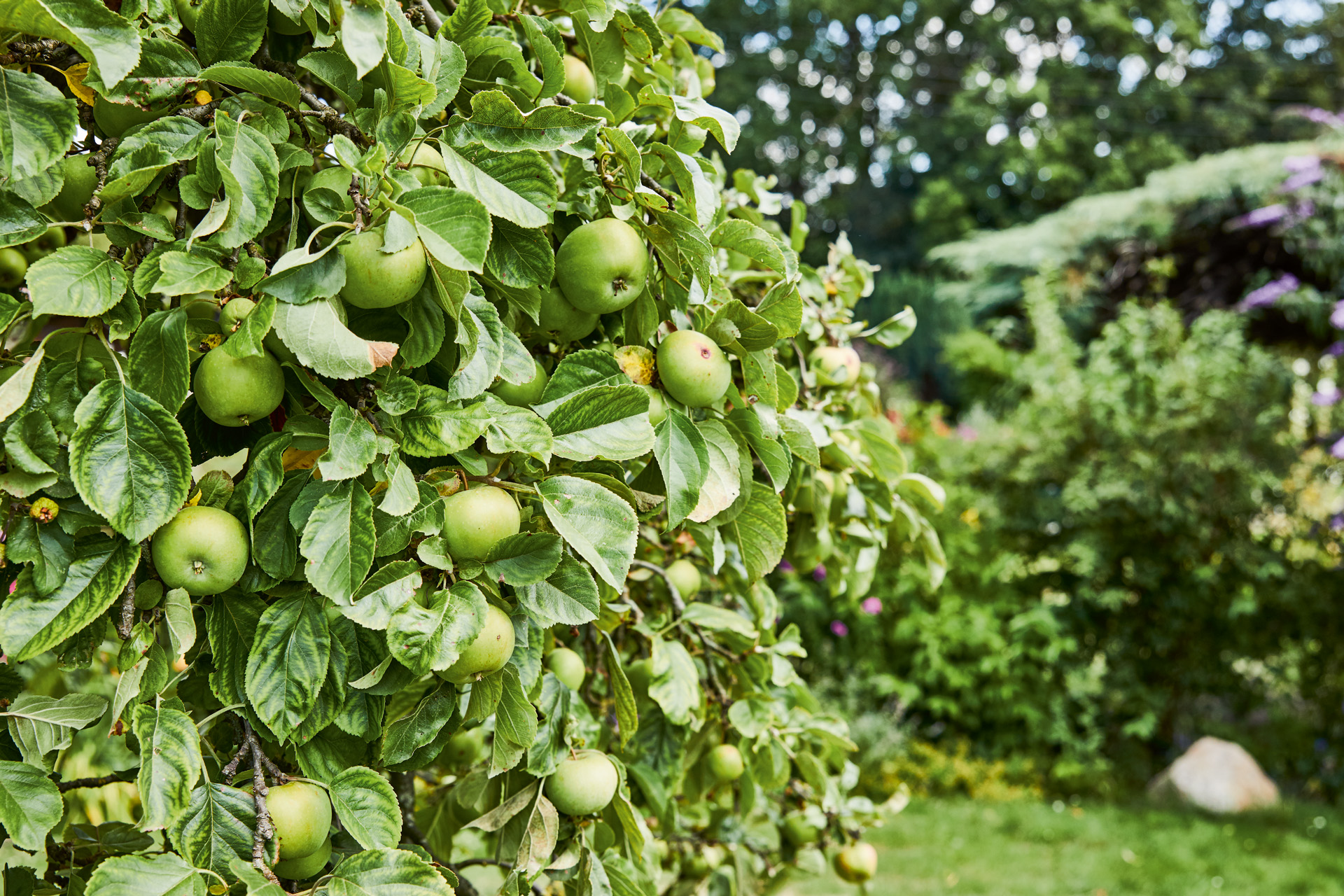 Rigoglioso melo con cespugli e altri alberi da frutto sullo sfondo