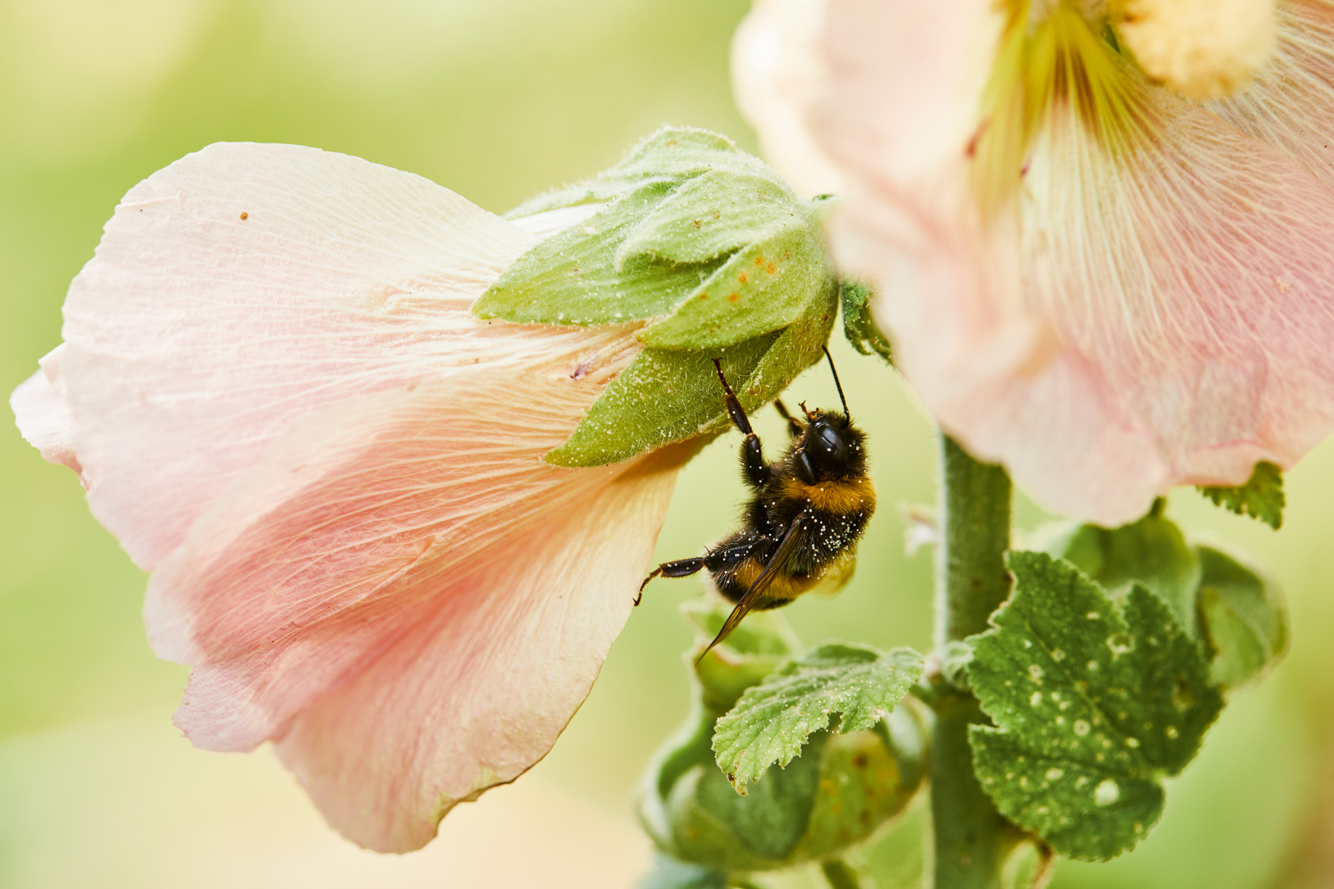 Ape su un fiore rosa in un giardino a misura di animali