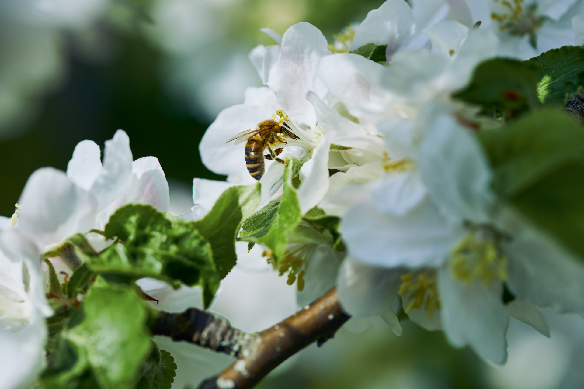 Primo piano di un'ape su un fiore bianco