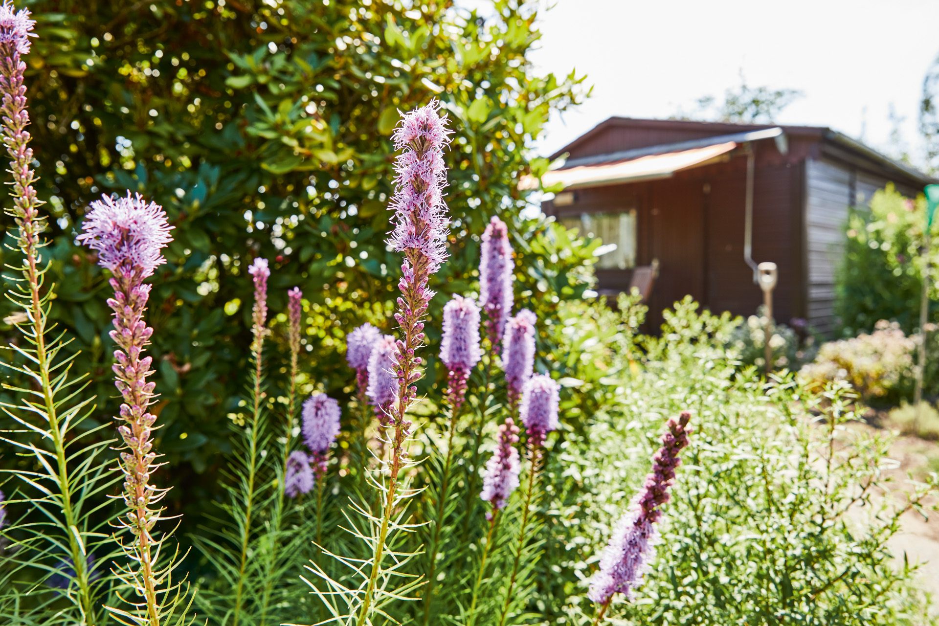 Fiori di perenni lilla all'interno di un giardino, sullo sfondo una casetta da giardino corredata di tenda da sole