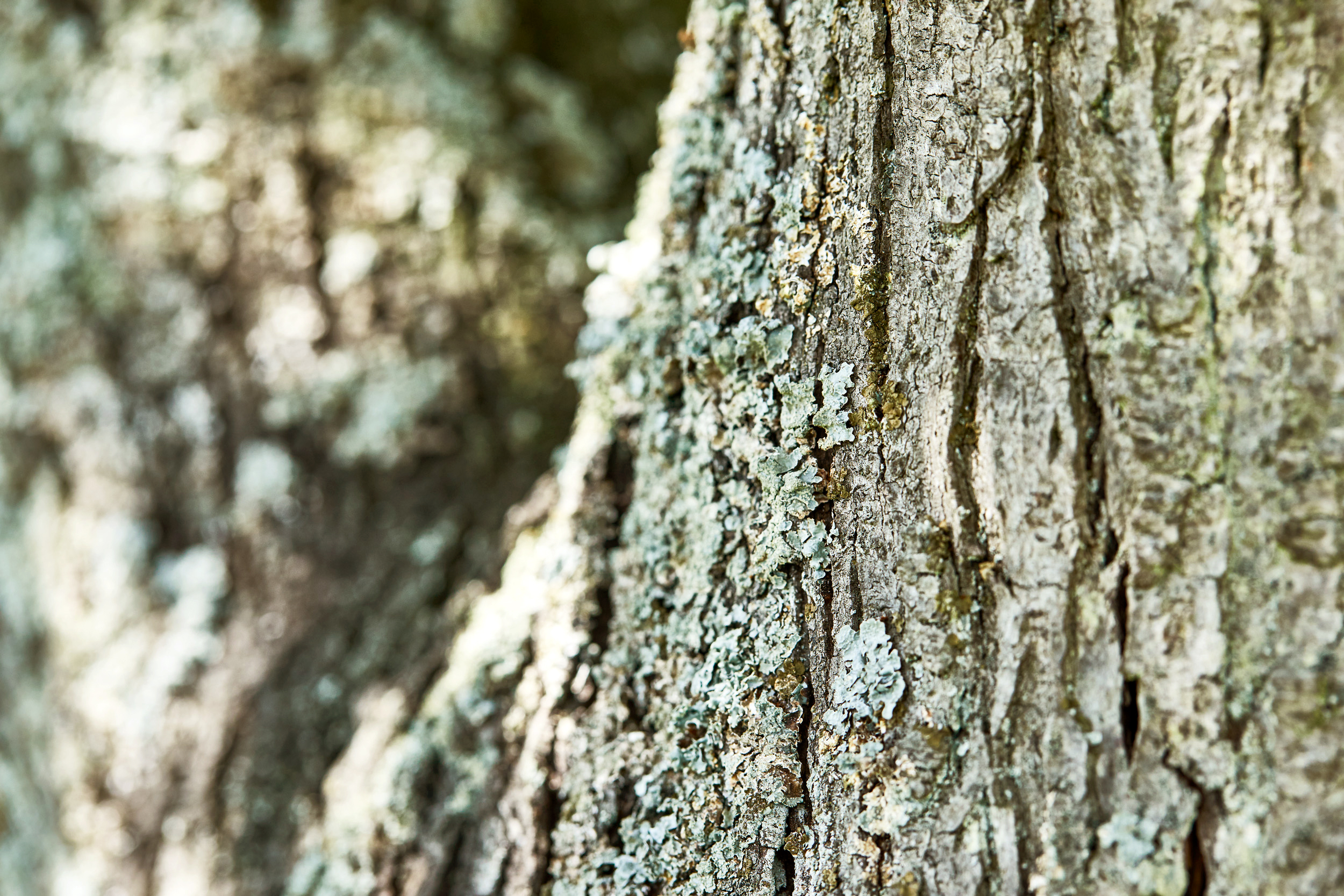 Primo piano della corteccia di un albero ricoperta da un leggero strato di licheni
