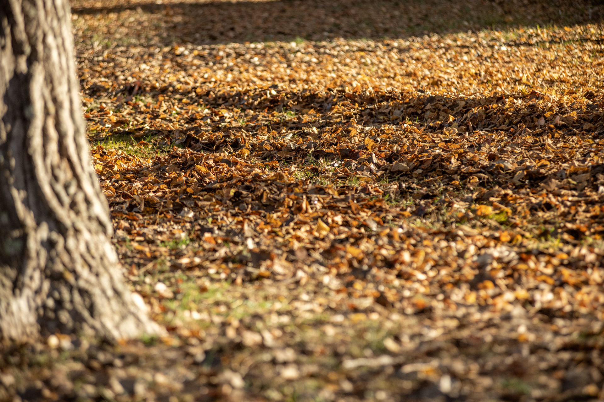 Foglie secche accumulate all'interno di un giardino in autunno