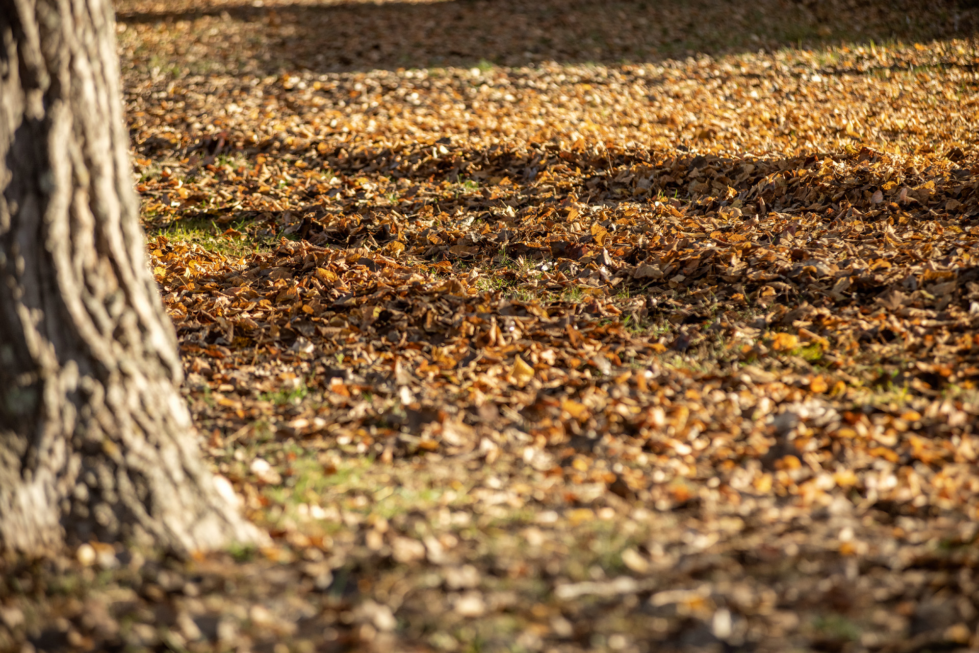 Foglie secche accumulate all'interno di un giardino in autunno