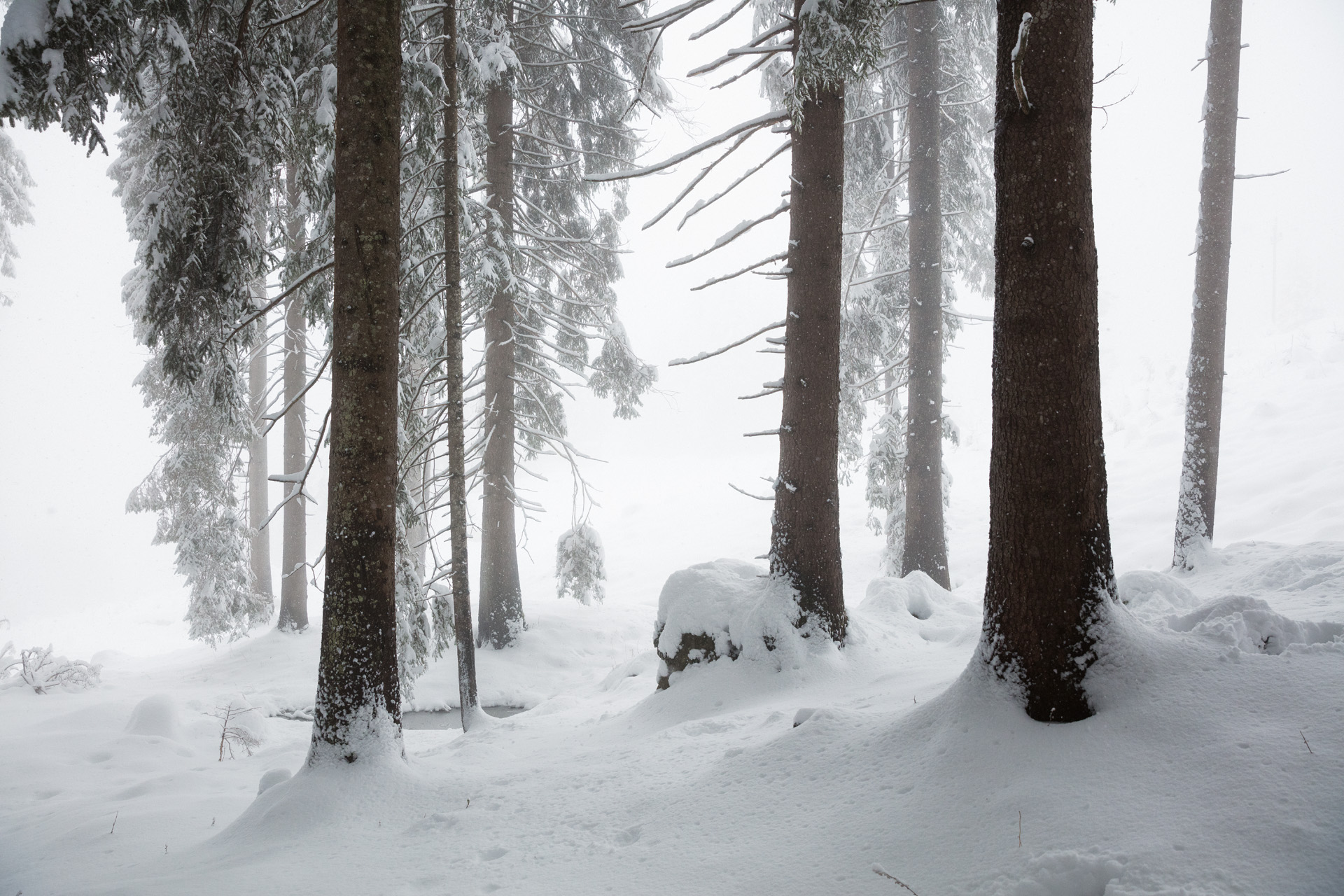 Conifere e terreno coperti di neve in un bosco