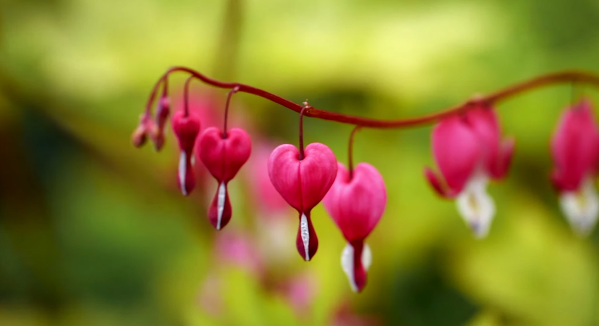 Fiori rosa in un giardino nel periodo primaverile