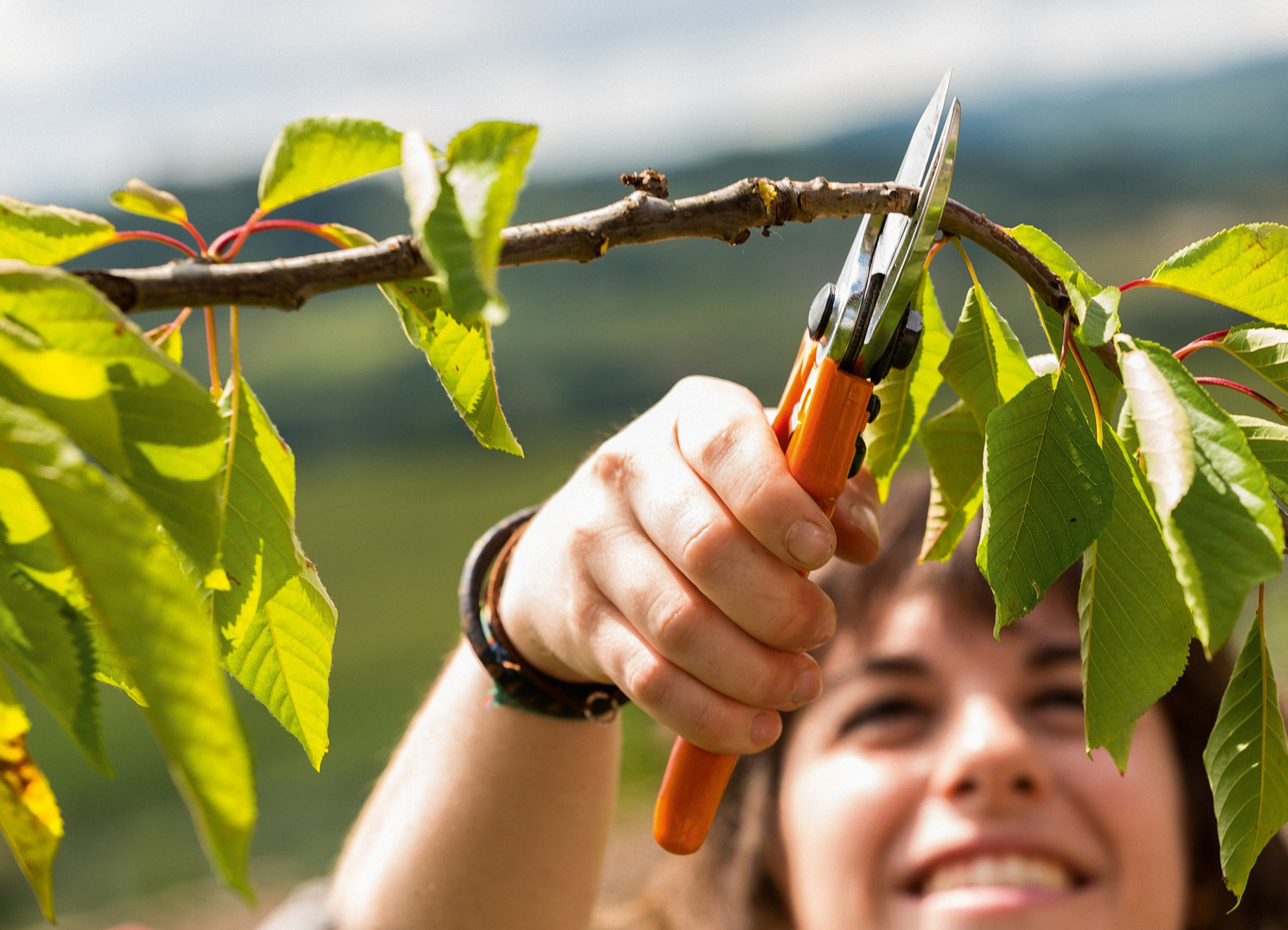 Donna sorridente che taglia un ramo di un albero da frutto