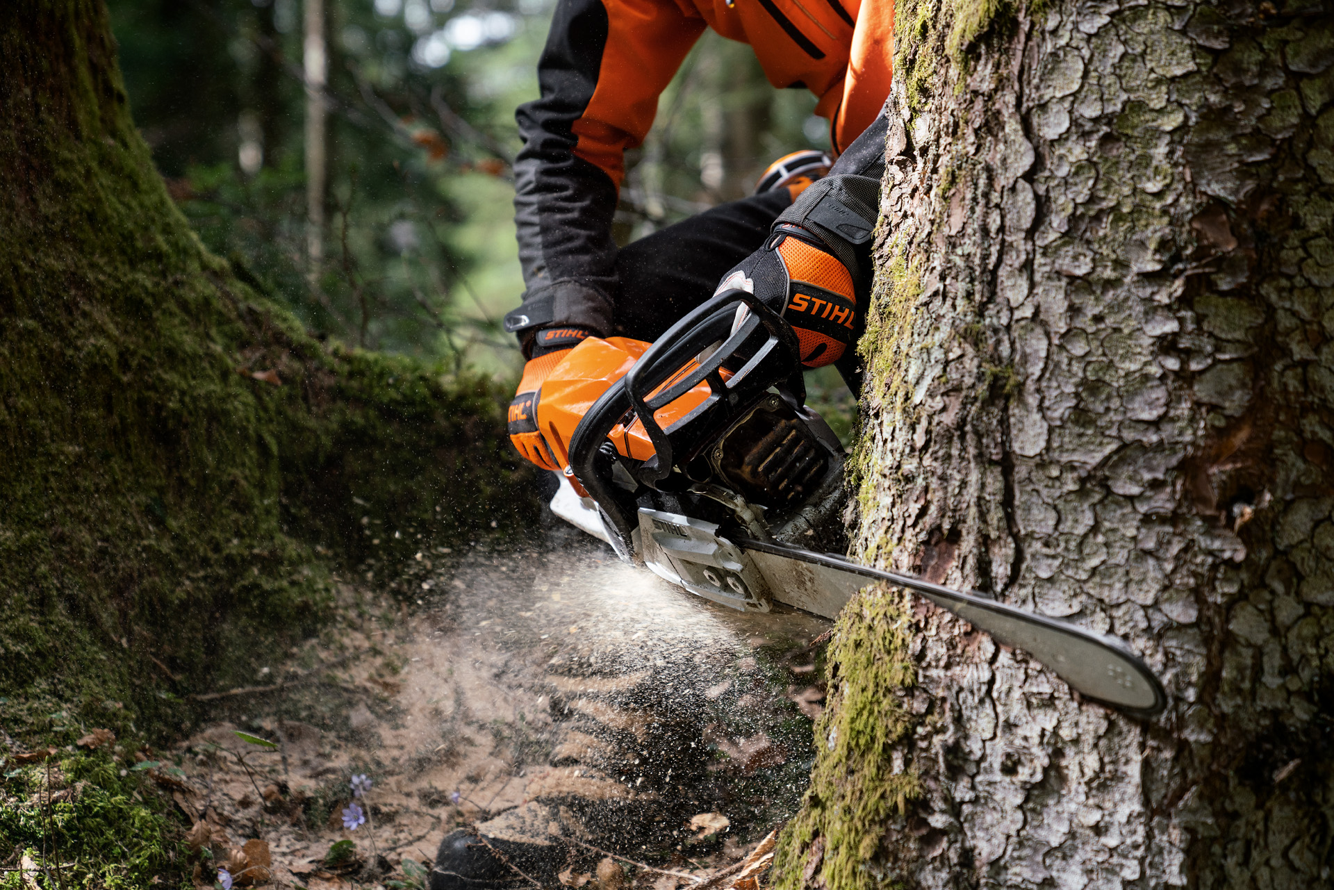 Un albero viene segato da una persona con equipaggiamento di protezione utilizzando una motosega a benzina STIHL MS 400 C-M con pistone in magnesio.