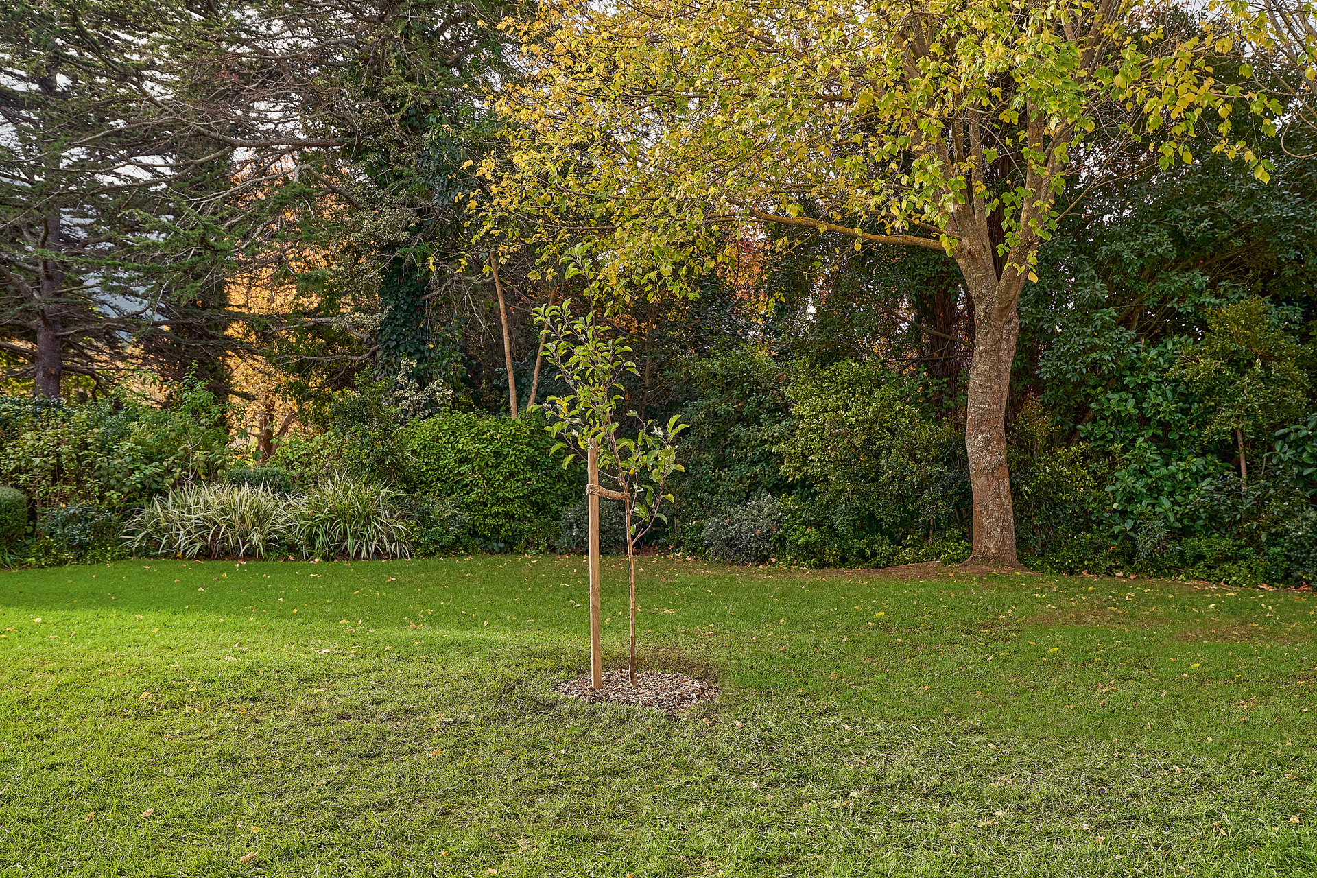 Uomo all'interno di un giardino accanto a un albero appena piantato