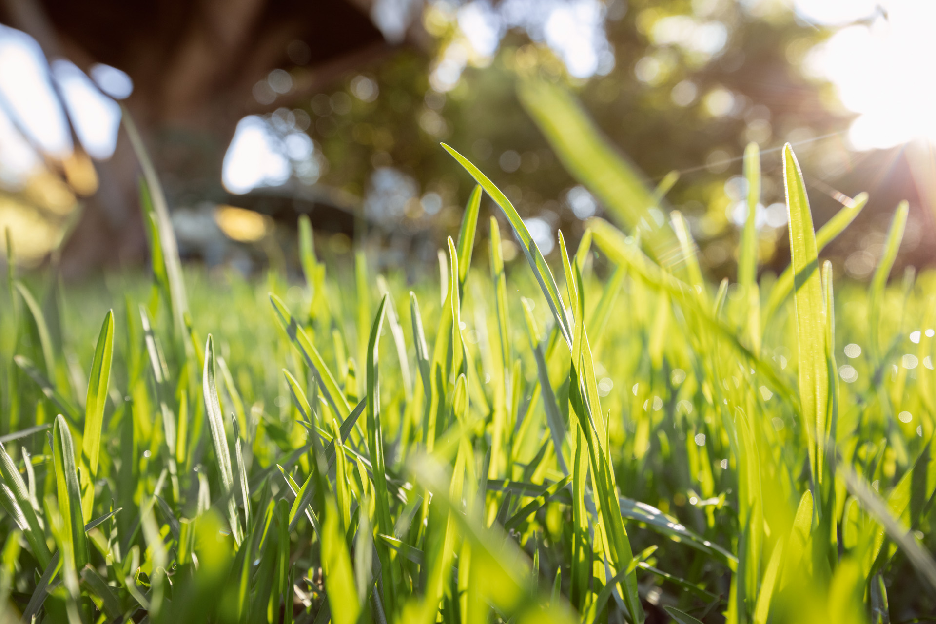 Predisposizione e semina di un prato sano e verde