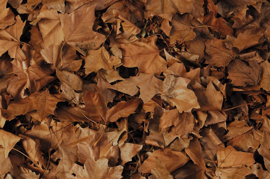 Primo piano: foglie cadute