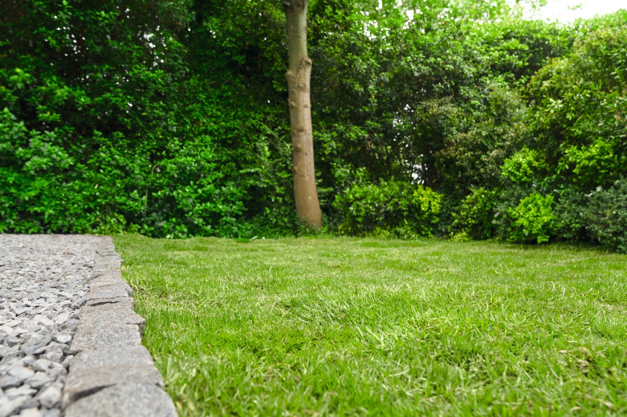 Prato sano e verde con albero e cespugli sullo sfondo