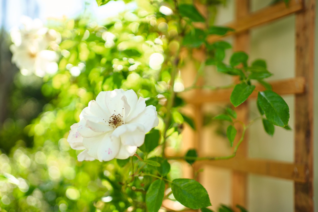 Rosa su un traliccio