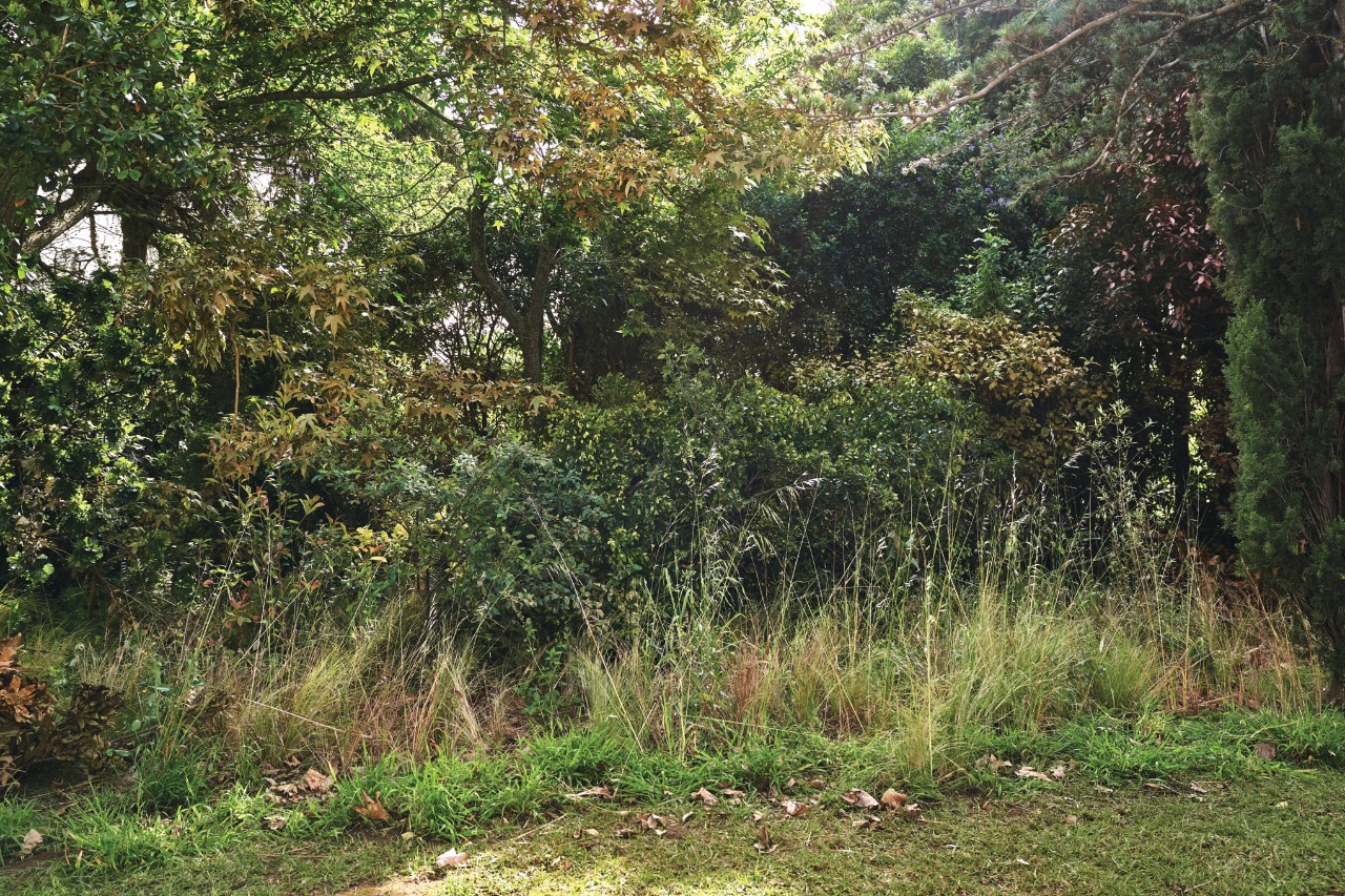 Giardino selvatico con foglie, erbe selvatiche e arbusti in crescita